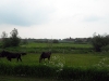 paysage-danois_0